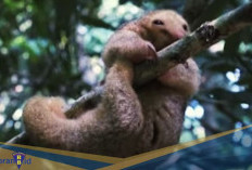 Trenggiling Berukuran Mini! Berikut 5 Fakta Unik Silky Anteater