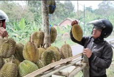 Jangan Terkecoh, Begini Cara Pilih Durian yang Sudah Matang