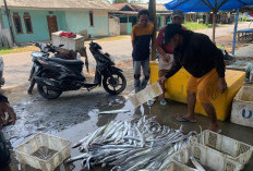 Sebut Pukat Harimau Masih Beroperasi, Nelayan Tradisional Minta Pemerintah Jeli