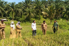 Pemdes Jeranglah Rendah Fokuskan Bidang Pertanian dan Peternakan