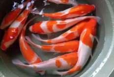 9 Jenis Ikan Koi yang Bisa Dipelihara di Kolam Minimalis Depan Rumah 