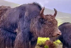 Yak, Mamalia Tangguh! Berikut 5 Fakta Uniknya