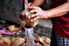 Air Kelapa Tua Jangan Dibuang, Ternyata Kaya Manfaat untuk Tubuh Manusia 