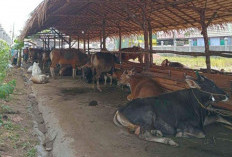 Disnakkeswan: Kebutuhan Hewan Kurban untuk Iduladha di Bengkulu Capai 15.246 Ekor