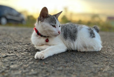 6 Penyakit yang Dapat Ditularkan Kucing pada Manusia, Salah Satunya Dapat Menurunkan Berat Badan