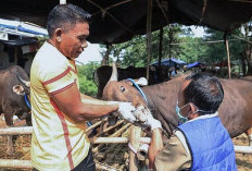 Pemkot Bengkulu Siapkan 60 Sapi Kurban untuk Iduladha 2026