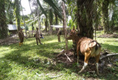 Cegah Penyakit Ngorok, 1.000 Ternak di Bengkulu Selatan Divaksin 