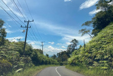 Pinggir Jalan Lintas Lebong-Bengkulu Utara Dipenuhi Rumput Liar