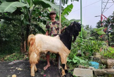 7 Provinsi Dengan Penyumbang Daging Kambing Terbanyak Di Indonesia