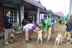 Hewan Peliharaan Gigit Warga, Pemilik Wajib Tanggung Jawab