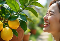 Sukses Menanam Jeruk Nipis dan Lemon di Pot, Begini Caranya 