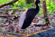 Ahli Berlari! Berikut 5 Fakta Unik Grey winged Trumpeter, Burung Punya Suara Khas seperti Trompet 