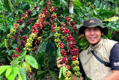 Kopi Robusta Rejang Lebong Berjaya di Ajang Nasional