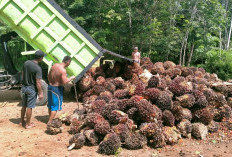Harga Tandan Buah Segar Kelapa Sawit di Bengkulu Utara Makin Tinggi