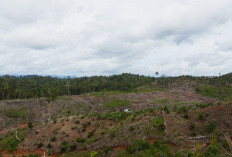 Tak Kunjung Ditangkap, Aktor Kebun Sawit Ilegal di Hutan Mukomuko Makin Meresahkan 