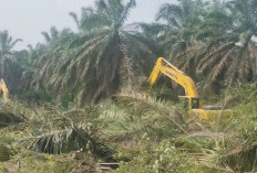 Usulan Replanting di Mukomuko Terhambat Kepastian Batas Kawasan Hutan