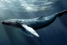 Paus Biru, Si Raksasa Laut dengan Kerongkongan Seukuran Piring