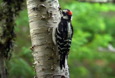 Fakta Unik Downy Woodpecker: Bisa Kendalikan Populasi Serangga