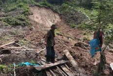 Banjir dan Longsor Bikin Petani di Lebong Merana, Panen Terancam Gagal 