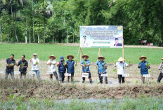 430 Hektare Sawah di Bengkulu Tengah Tanam Serentak Untuk Tingkatkan Produksi Padi 