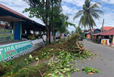 Rawan Pohon Tumbang, DLH Kota Bengkulu Diminta Maksimalkan Pemangkasan