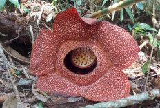 Fakta Unik Bunga Rafflesia Hanya Mekar 10 Tahun Sekali, Begini Penjelasannya