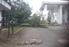 Setwan Kepahiang Bersih-bersih, Pohon Rawan Tumbang Dipangkas Semua