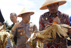 Program Sadesahe Polres Bengkulu Utara Targetkan 200 Hektare Jagung