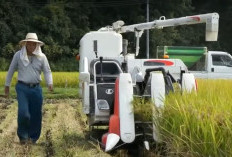 Ini 5 Alasan Mengapa Petani Jepang Memilih Memanen Padi Hijau