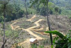 Kebun Sawit Ilegal Pejabat di Hutan Mukomuko Ancam Keselamatan Warga 