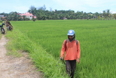 DTPHP Usulkan 1.800 Hektare Lahan Sawah Percetakan Baru, Terbanyak di Bengkulu Utara, Disusul Seluma