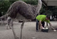 Rahasia Ukuran Raksasa dan Manfaatnya yang Menakjubkan! Berikut 5 Fakta Unik Telur Burung Unta