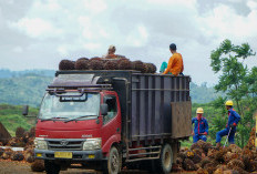 Harga TBS Sawit Naik, Pemprov Minta Petani Jaga Kualitas