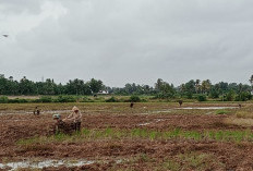 Cuaca Tidak Menentu, Petani Ragu Memulai Tanam Padi