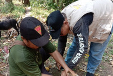 Kasus GHPR Terus Bertambah, Stok Vaksin Kosong, Ini Yang Dilakukan Dinkes Kaur