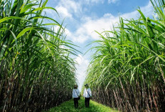 SGN Diminta Kembalikan Indonesia sebagai Eksportir Gula