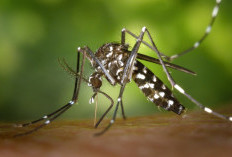 Lakukan 5 Langkah Ini Supaya Terhindar dari Gigitan Nyamuk
