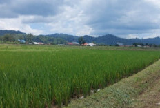 Minim Jaringan irigasi, Areal Sawah Makin Tergerus 