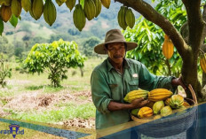 Bagaimana Cara Menanam Kakao dari Biji? Ketahui Syarat Tumbuhnya!