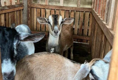 Dapat Obati Kebutaan Sementara Hingga Tingkatkan Stamina, Inilah Fakta Empedu Kambing