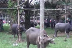 Tradisi dan Kesenian yang Menginspirasi! Berikut 4 Budaya Kabupaten Merangin