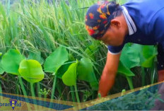 Sering Ditemui di Sawah! Berikut 5 Gulma dan Cara Mengendalikannya