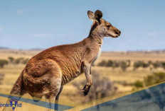 Menilik 4 Jenis Kanguru Darat yang Ada di Australia