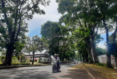 Percantik Wajah Kota, DLH Rejang Lebong Bakal Rapikan Pohon di Jalan Sukowati