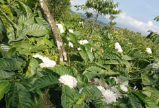 Lomba Kopi Robusta Kepahiang 2026 Dibuka