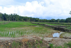  ProduksPadi Kota Bengkulu 2026 Ditarget 6.042 Ton dari 1.200 Hektare