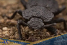 Kumbang Tangguh! Berikut 7 Fakta Unik Diabolical Ironclad Beetle