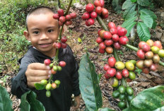 10 Manfaat Mengajak Anak Berkebun