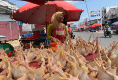 Harga Ayam Potong Naik Bikin Pengusaha Rumah Makan di Kota Bengkulu Pusing