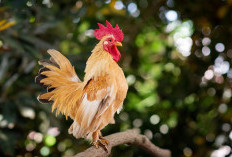 Mudah Baperan Hingga Bisa Hidup Tanpa Kepala, Berikut 12 Fakta Tentang Ayam